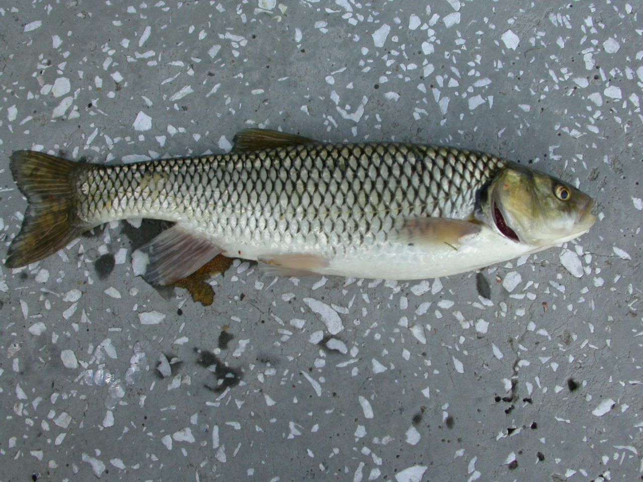 Akbalık, Tatlısu Kefali - Squalius cephalus